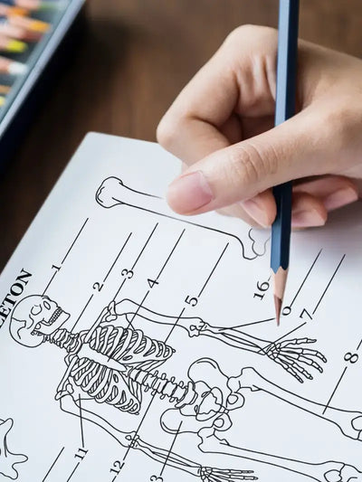 Human Anatomy Coloring Book - inside sample page 2