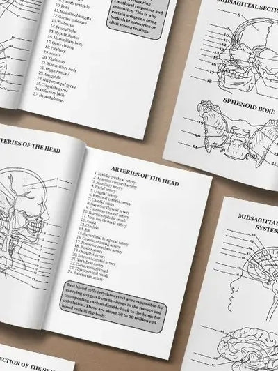 Human Anatomy Coloring Book - inside sample page 3