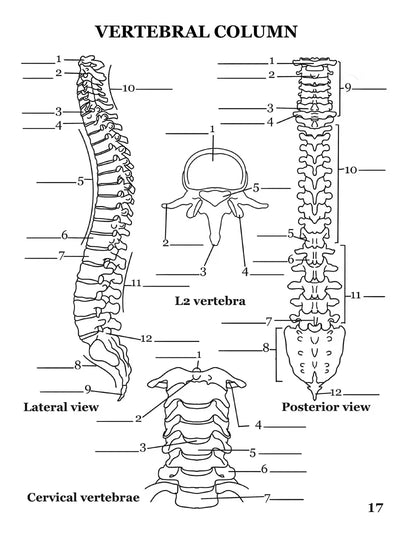 Human Anatomy Coloring Book - inside sample page 4